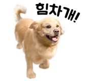 개랑 놀아주는 남자 이미지
