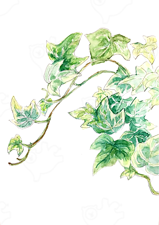 아이비 : Loie - 네이버 OGQ마켓