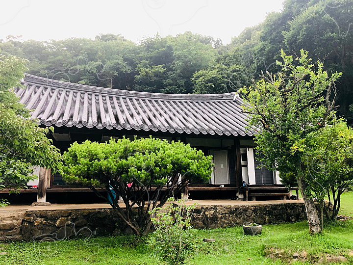 하심당 : 푸른길잡이물고기 - 네이버 OGQ마켓