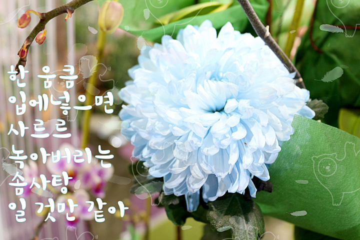 꽃 좋은말 : 제이슨jason - 네이버 OGQ마켓