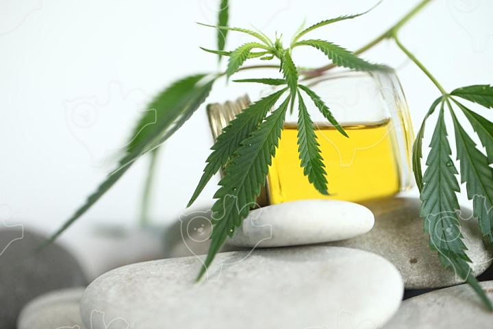 Medical marijuana cannabis cbd oil - NAVER OGQ 마켓