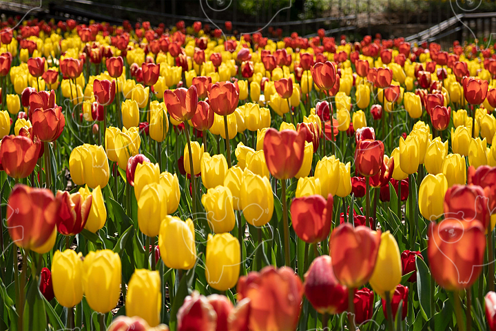 red and yellow tulips : awesomelia - 네이버 OGQ마켓