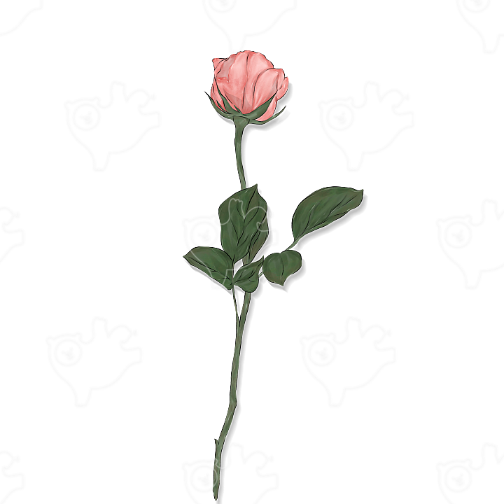 장미 일러스트입니다. : drawingㅡmimi - 네이버 OGQ마켓
