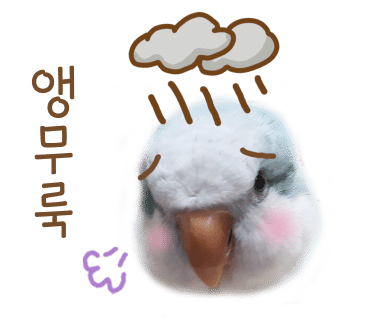 과일앵무새 이미지