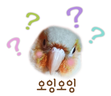 과일앵무새 이미지