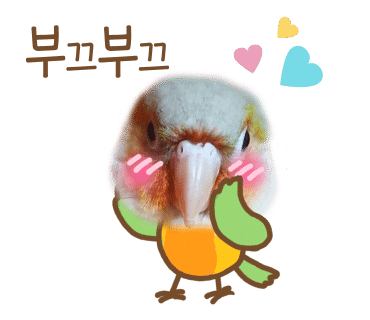 과일앵무새 이미지