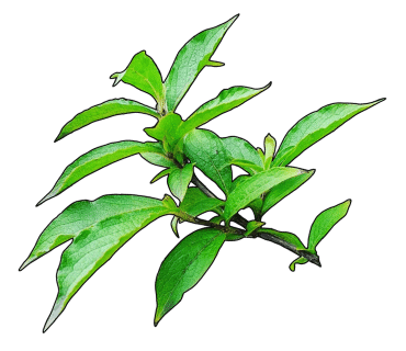 마시모레지나 이미지