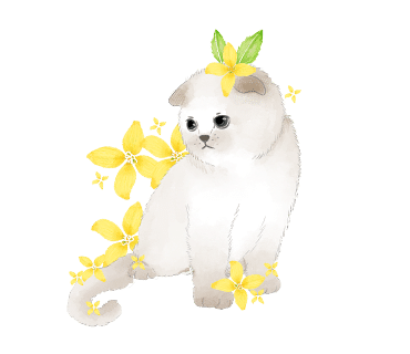 탑노치브로우 이미지