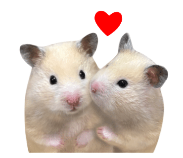 스타벅스 디저트 메뉴 소개｜쿠키 스트로우 가격&middot;맛&middot;칼로리